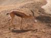 einekleinegazelle_small.jpg