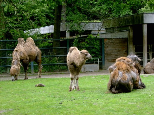 kameleimzoohannover.jpg