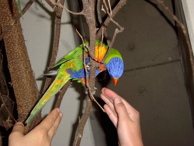 meinbruderhttedenvogelwohlgerneaufseinerhand.jpg