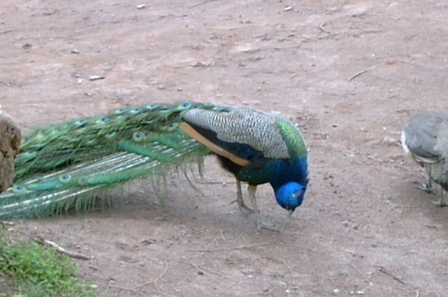 pfau.jpg